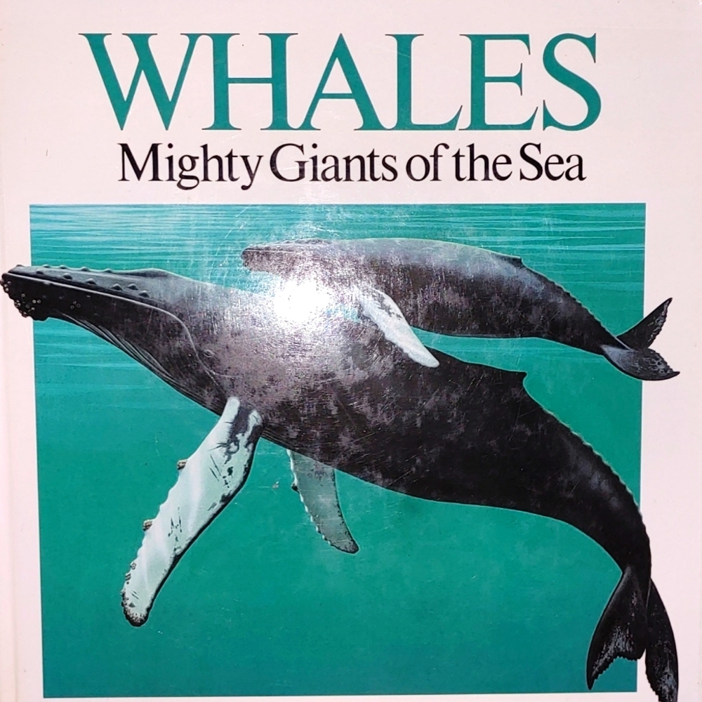Beautiful glossy powerful whales jump out in this pop-up book